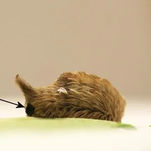 thumbnail for publication: Puss Caterpillar (Larva), Southern Flannel Moth (Adult), Megalopyge opercularis (J. E. Smith 1797) (Insecta: Lepidoptera: Zygaenoidea: Megalopygidae)